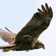 Image for article titled Marsh harrier birds suggest there are evolutionary advantages to gender bending